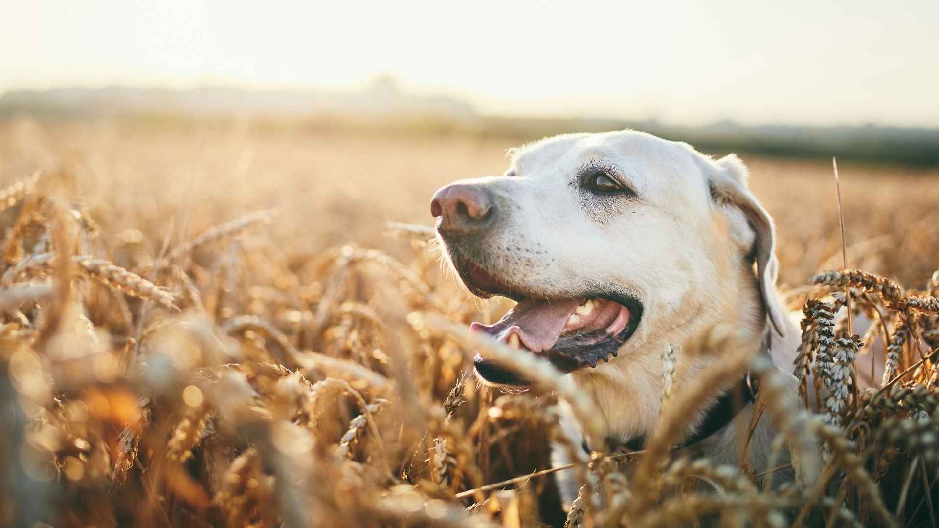 perro en campo de cereales